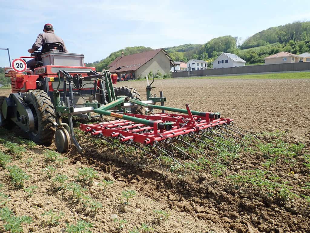 Weed control is particularly important for the prevention of late weeds. The crop can be weeded mechanically in the early stages.