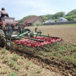Figure 2. Weed control is particularly important for the prevention of late weeds. The crop can be weeded mechanically in the early stages.
