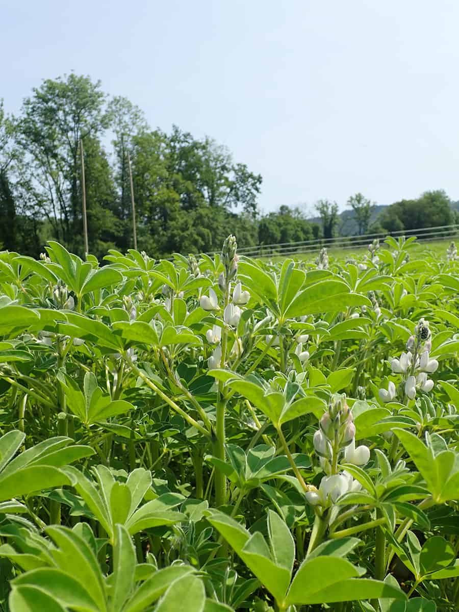 The white lupin.