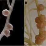 Figure 2. Shape of nodules in legume plants. A indeterminate; B-determinate.