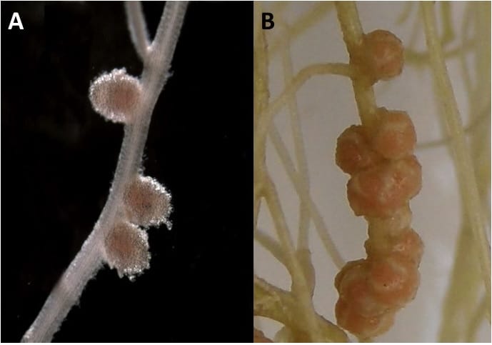 Figure 2. Shape of nodules in legume plants. A indeterminate; B-determinate.