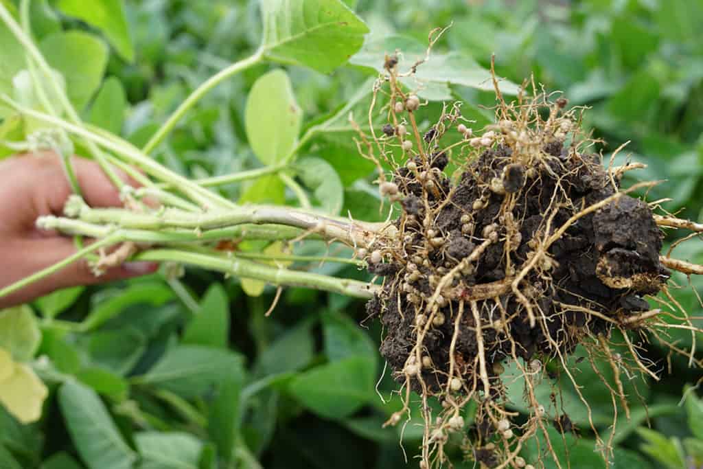 Figure 3. Nodulated roots of soybean plants from the field. Photo: Leopold Rittler (Donau Soja).