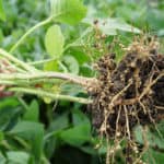 Figure 3. Nodulated roots of soybean plants from the field. Photo: Leopold Rittler (Donau Soja).