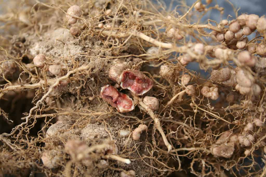 Figure 1. A close-up photograph of a split nodule showing the characteristic pink colour. This is indicative of a successful establishment of the rhizobium and active biological nitrogen fixation. Photo: www.gartensoja.de