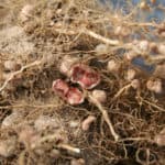 Figure 1. A close-up photograph of a split nodule showing the characteristic pink colour. This is indicative of a successful establishment of the rhizobium and active biological nitrogen fixation. Photo: www.gartensoja.de