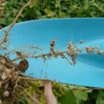 Soybean roots build a symbiosis with rhizobium bacteria and form nodules.