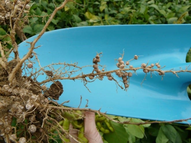 Soybean roots build a symbiosis with rhizobium bacteria and form nodules.