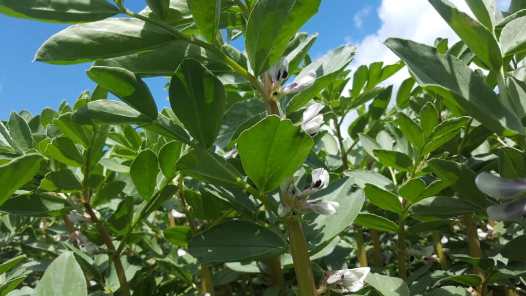 Faba-bean-Seedtech-June-2019 (3)-4ae0beae