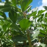 Faba-bean-Seedtech-June-2019 (3)-4ae0beae