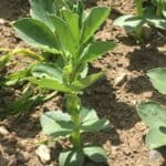 Lynxbeans-DunneDenis-Seedtech-May 2020 (1)-725c0bcf