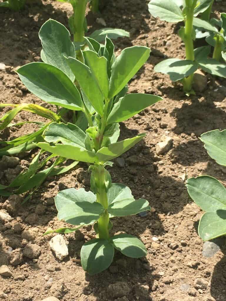 Lynxbeans-DunneDenis-Seedtech-May 2020 (1)-725c0bcf