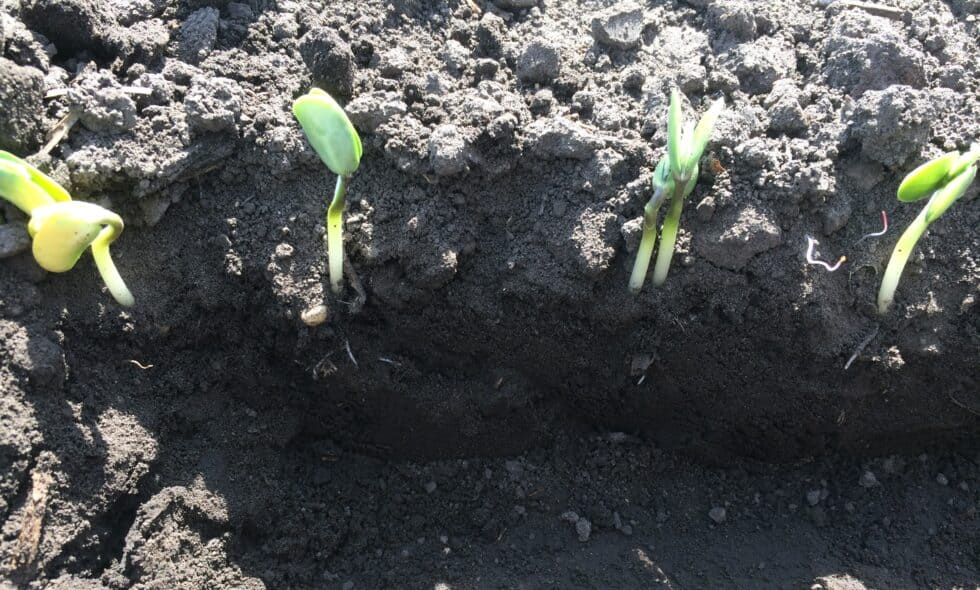 Sowing time for soybean legumehub.eu