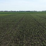Soy-SowDate-TrifoliatePhaseField-BykovMykola-DSUkr-May-2019-13ad7c90