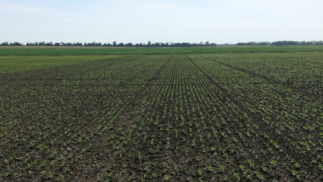 Sowing time for soybean legumehub.eu