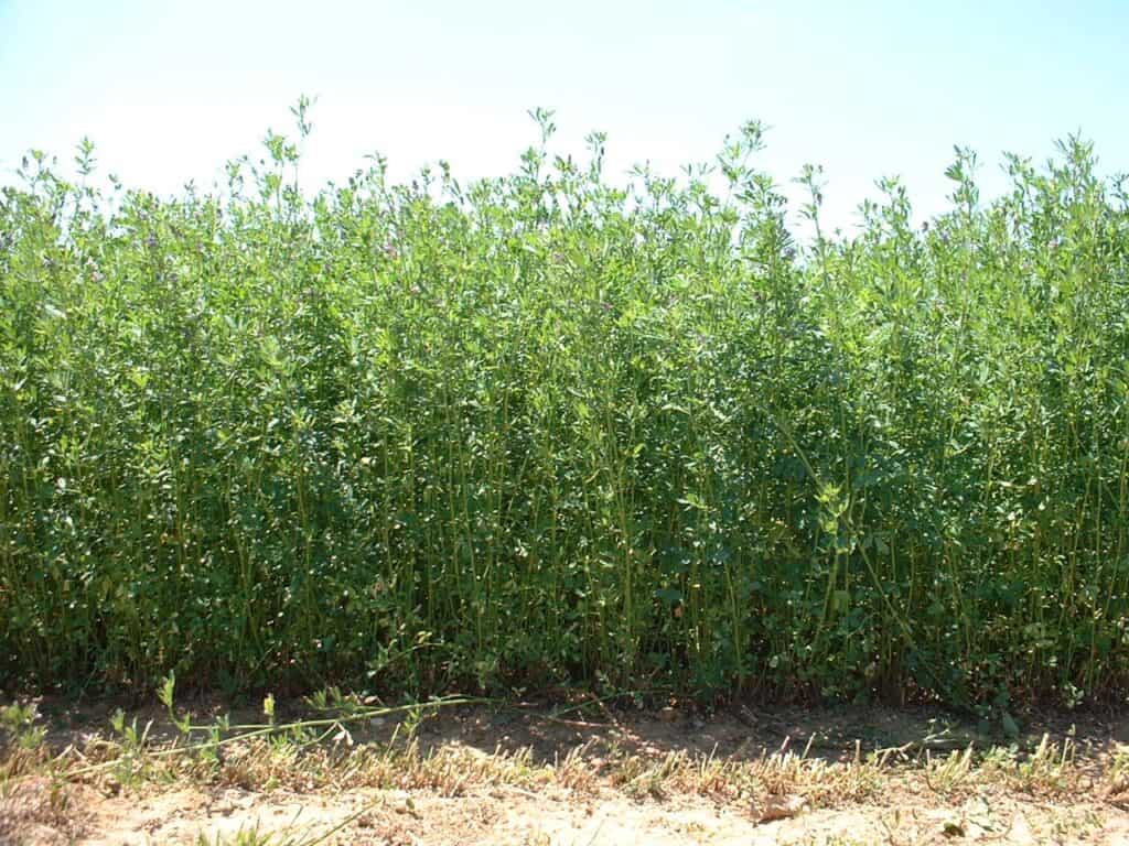 A mature crop of lucerne ready for harvest. Lucerne-crop-BernadetteJulier-INRAE-e61396e7