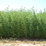A mature crop of lucerne ready for harvest. Lucerne-crop-BernadetteJulier-INRAE-e61396e7
