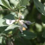 Faba bean flower