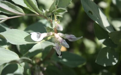 Inoculating legumes