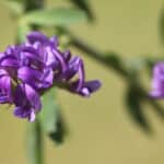 Lucerne flower 1 Credit Cotswold Seeds (1)-0875b854