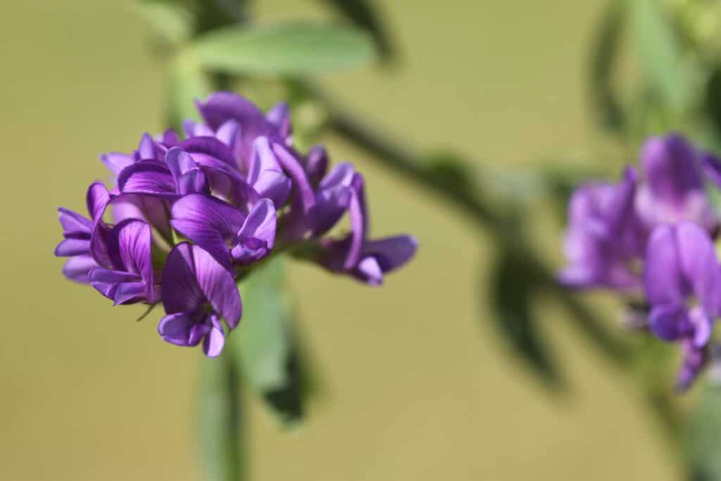 Lucerne flower 1 Credit Cotswold Seeds (1)-4c21bafd