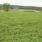 Lucerne growing at Crichton Royal Farm in Dumfries, Scotland in 2015-39071651