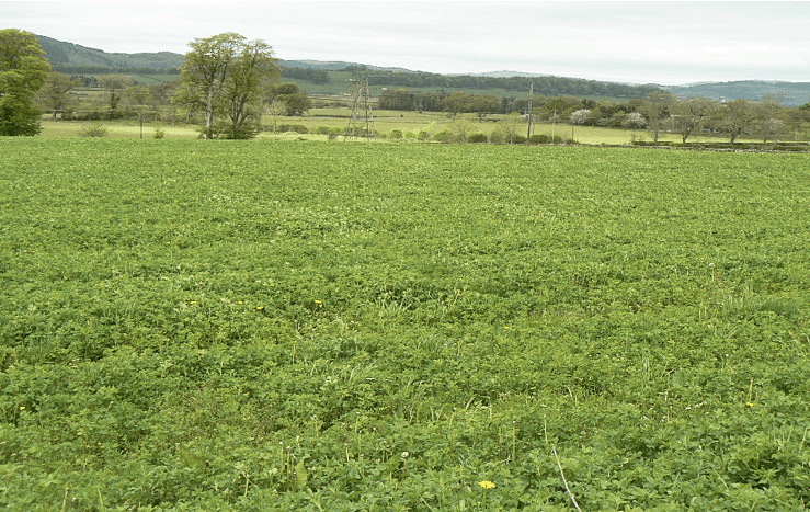 Lucerne growing at Crichton Royal Farm in Dumfries, Scotland in 2015-39071651