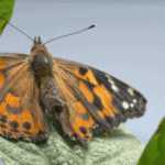 Painted Lady_JKI-c22806fc