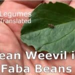 bean_weevil-375a9c30