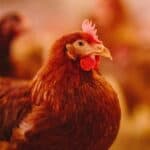 Laying_hen_Lohmann Brown