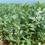 faba bean in the field
