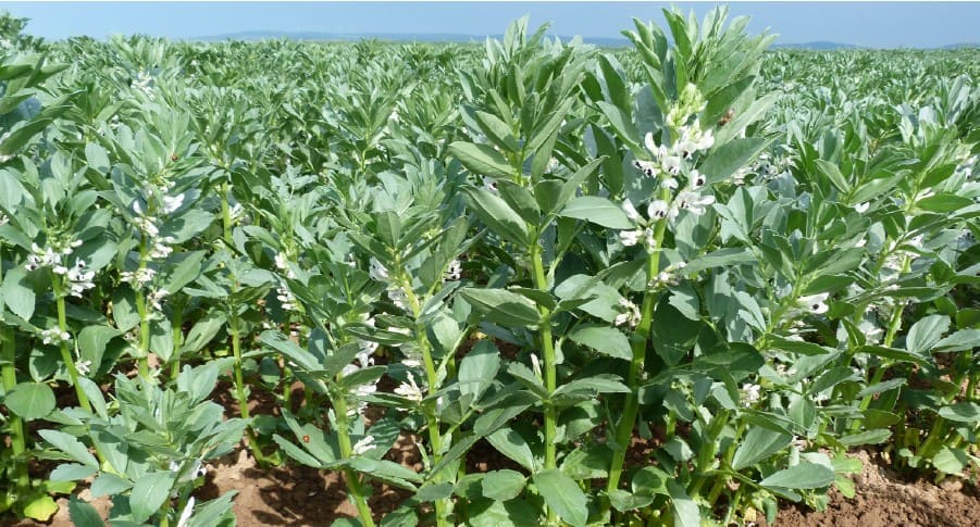 faba bean in the field