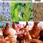 thumbnail_ufop_poultry-632e99e5