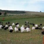turkeys-34823908