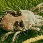 two spotted spider mite-6d148b20