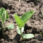 germinating soybeans