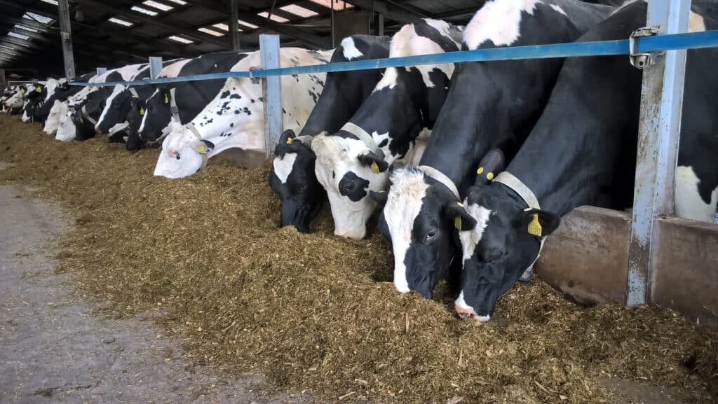 Optimising the post-freshening period for dairy cows - All About Feed