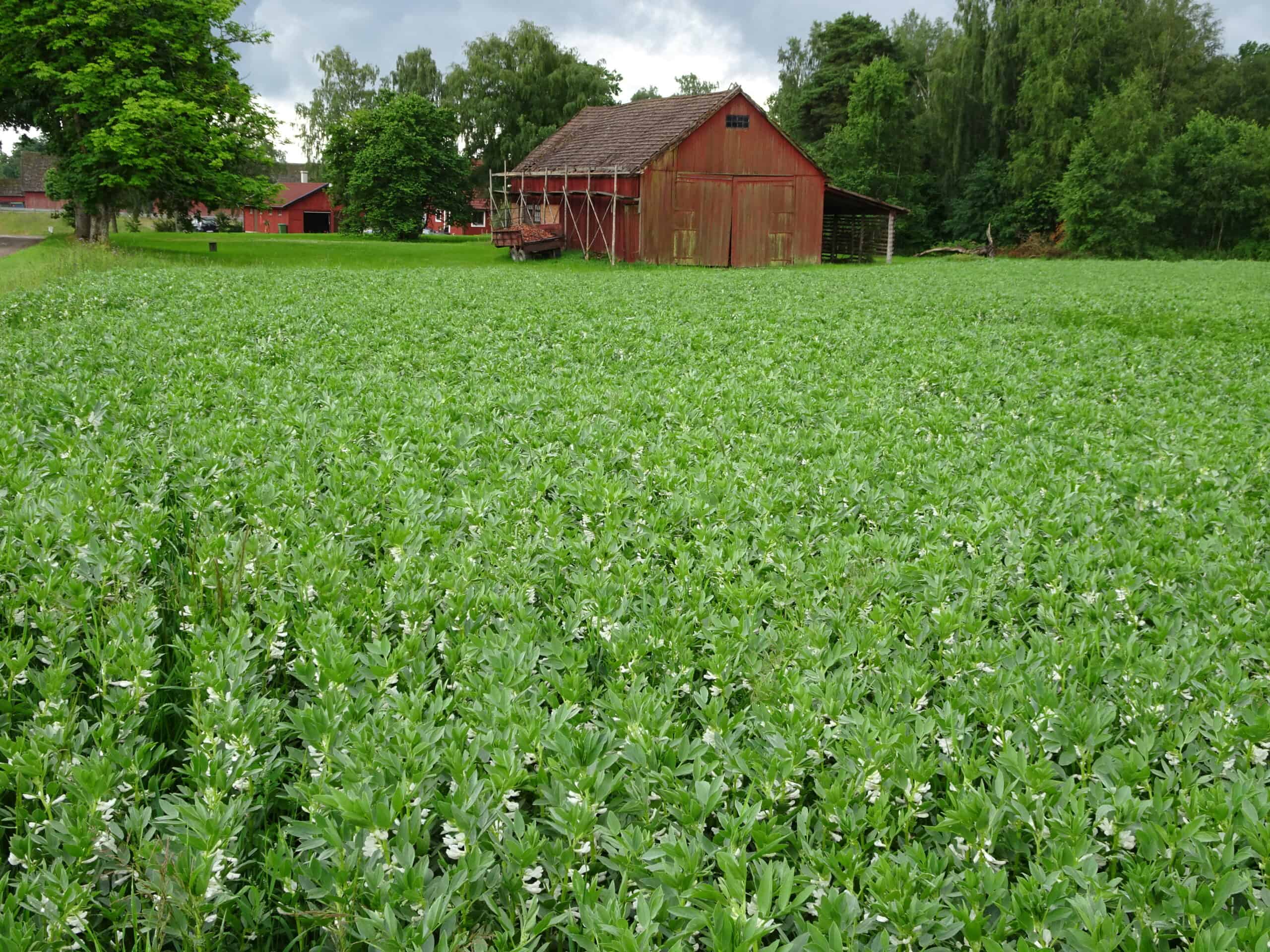 Faba bean, Sweden