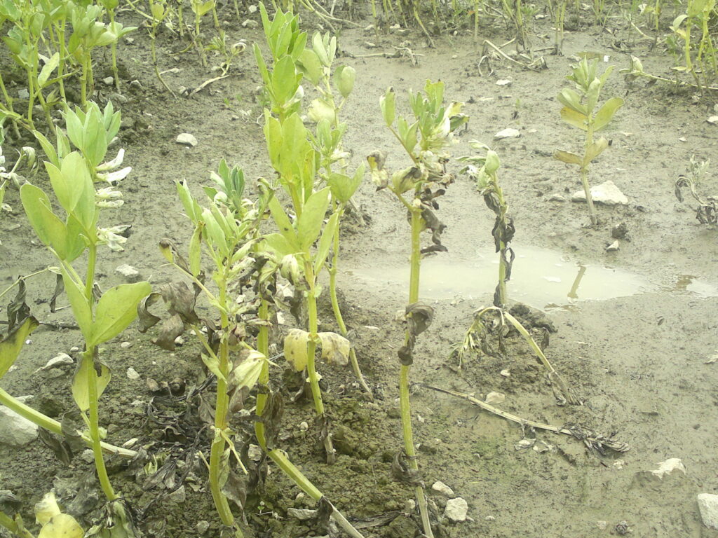 Faba Bean - Crop Wild Relatives