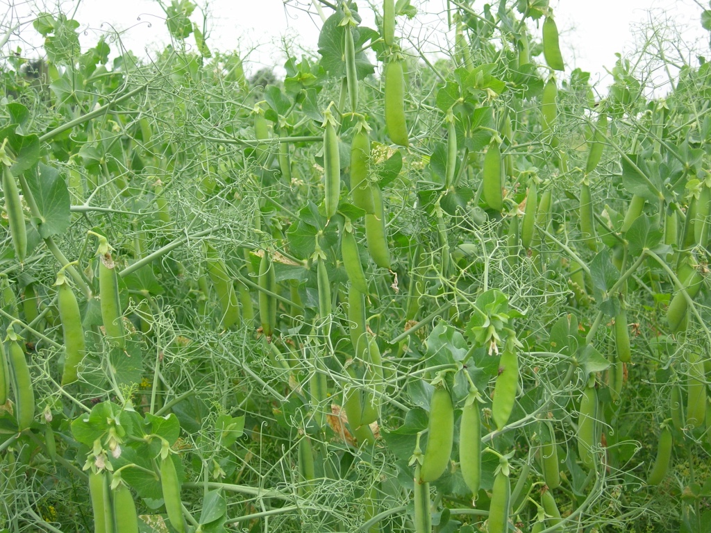 Faba Beans Seeding  Saskatchewan Pulse Growers