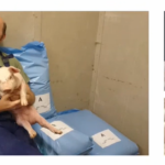 Pigs-e1ba9372