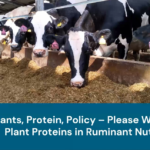 Ruminants-c9a4aa12