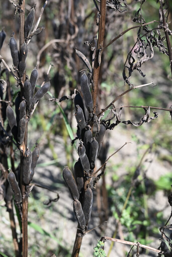 Morphology of faba plant tissues. (A) Faba bean sprouts from left to