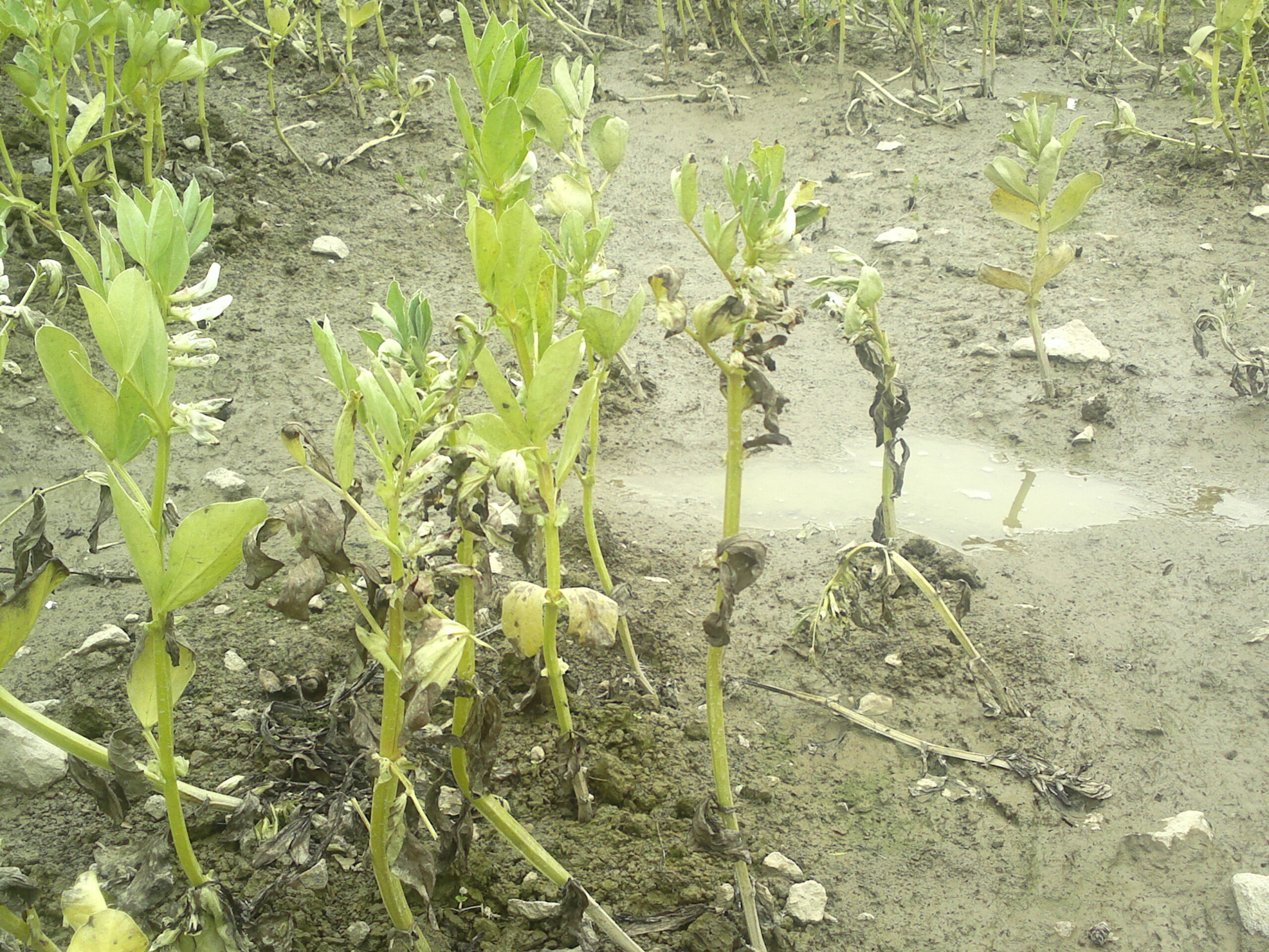 Faba Beans Seeding  Saskatchewan Pulse Growers