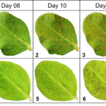 Rust pea damage