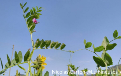 Global Bean November meeting