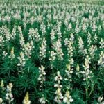 lupins-968db43b