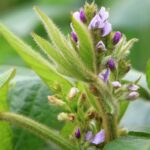 Soybean_flowering_IMG_2847d-1234bd7f